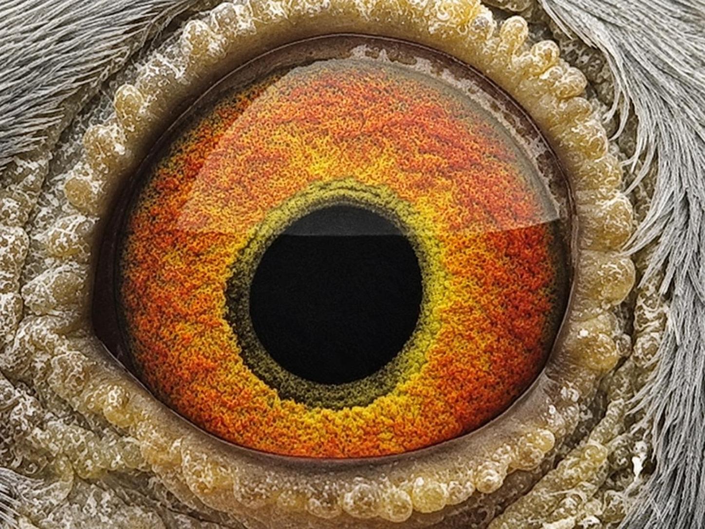 Pigeon eye